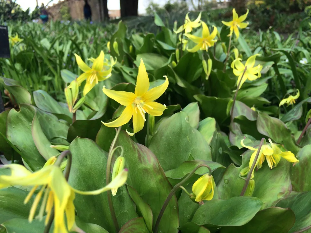 Кандык Erythronium