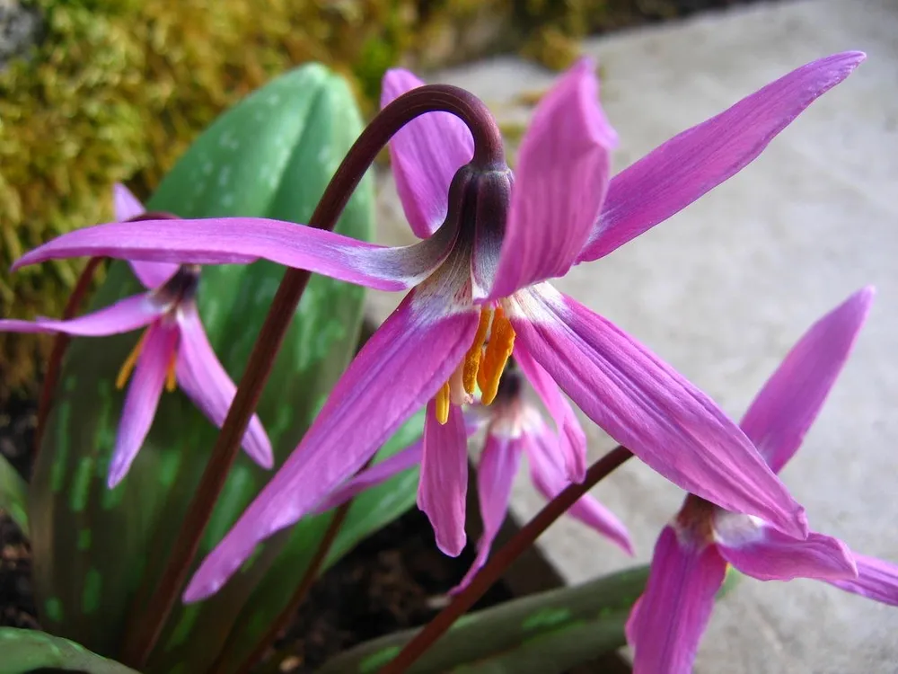 Кандык Erythronium