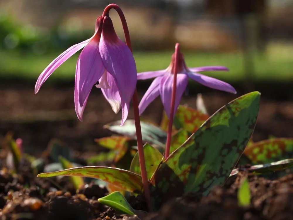 Кандык Erythronium