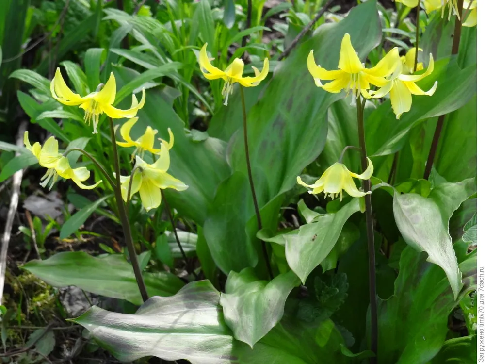 Кандык Erythronium желтый