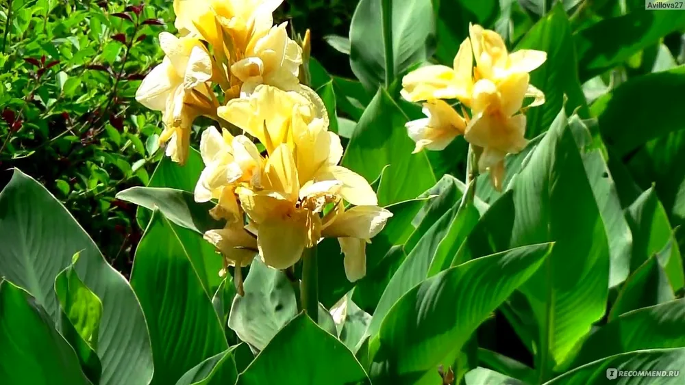 Канна Садовая canna generalis