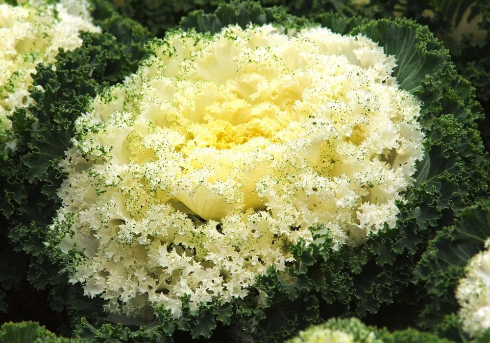 Капуста декоративная Brassica oleracea Nagoya Mix