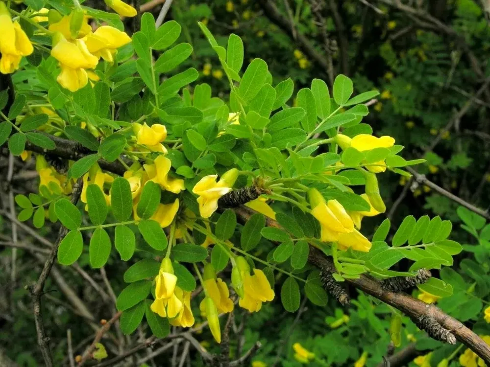 Карагана Акация древовидная Caragana arborescens