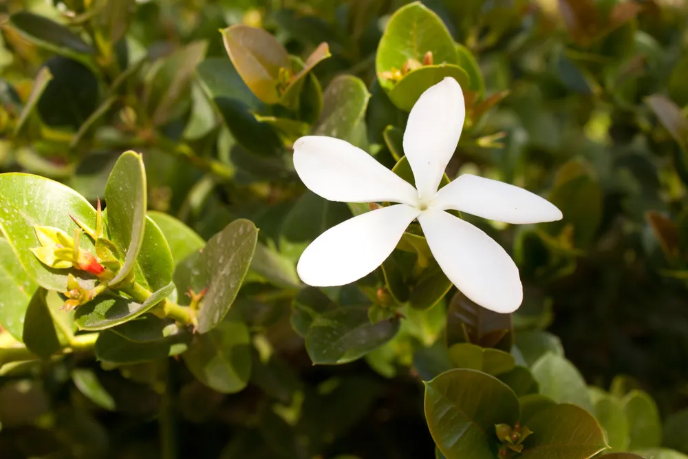 Карисса grandiflora