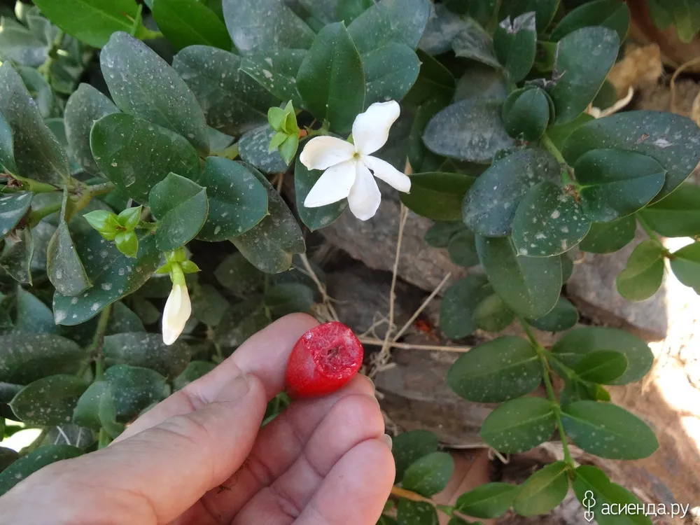 Карисса grandiflora