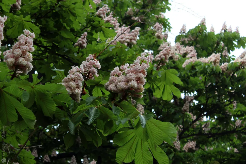 Каштан Aesculus hippocastanum