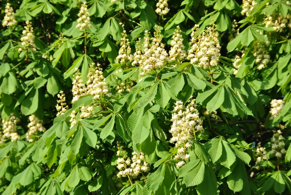 Каштан конский Aesculus