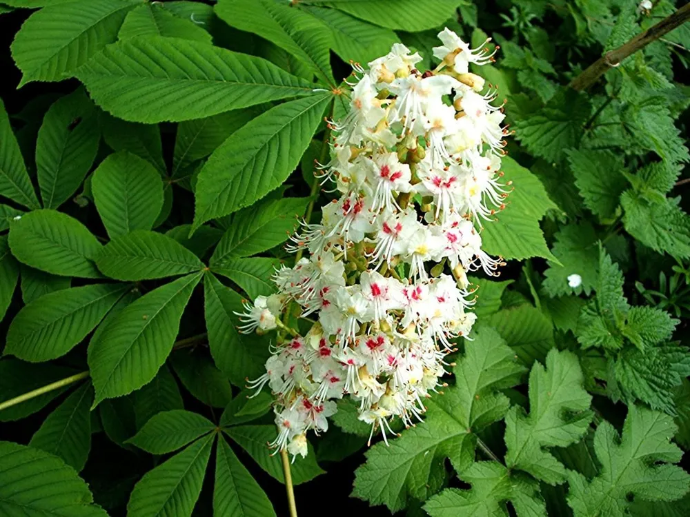 Каштан конский Aesculus hippocastanum