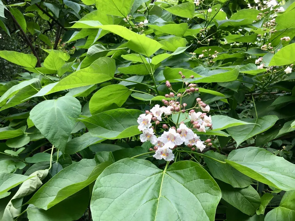 Катальпа бигнониевидная Catalpa bignonioides