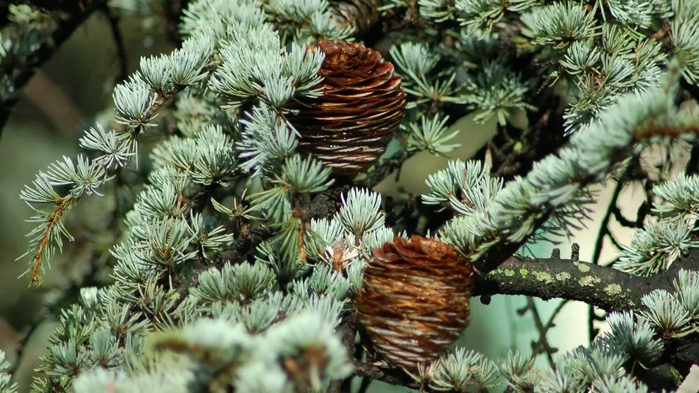 Кедр Гималайский Cedrus deodara