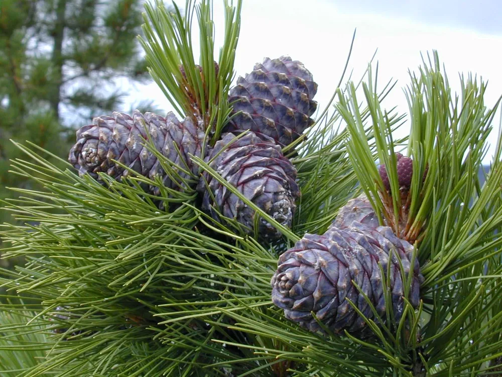 Кедр Сибирский Pinus sibirica