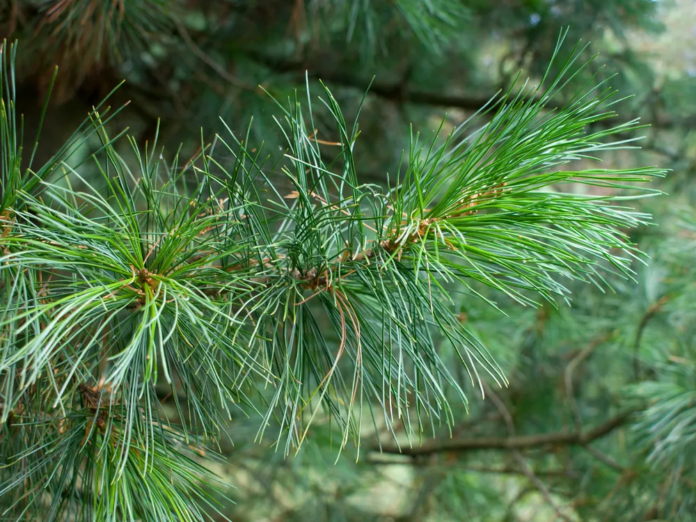 Кедр Сибирский Pinus sibirica