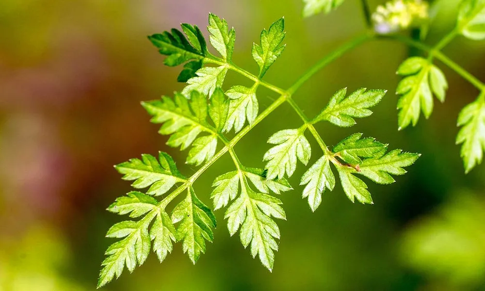 Кервель ажурный  Anthriscus cerefolium