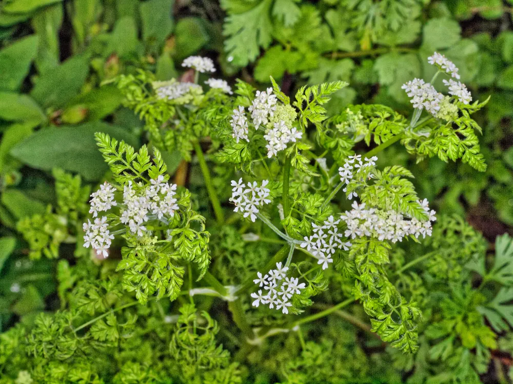 Кервель ажурный  Anthriscus cerefolium