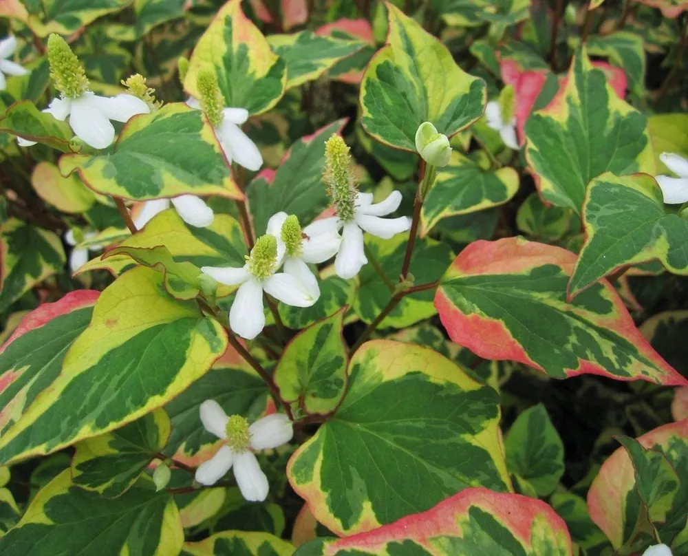 Хауттюйния сердцевидная Houttuynia cordata Chameleon