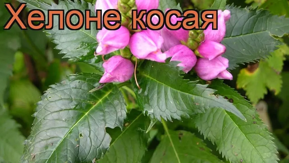 Хелоне косая