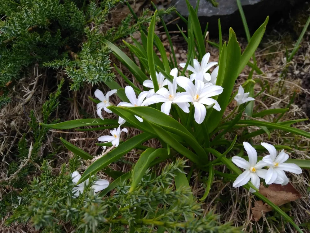 Хионодокса luciliae Alba