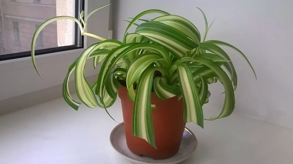 Хлорофитум хохлатый Chlorophytum comosum