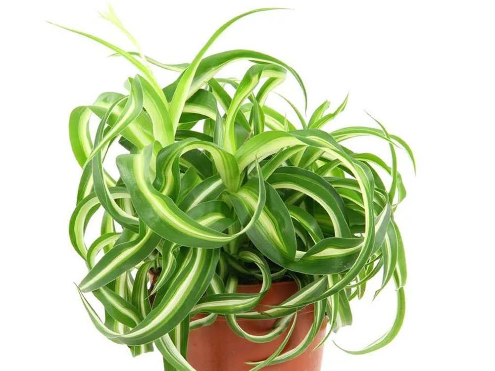 Хлорофитум хохлатый Chlorophytum comosum