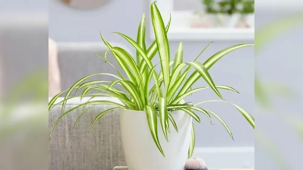 Хлорофитум хохлатый Chlorophytum comosum