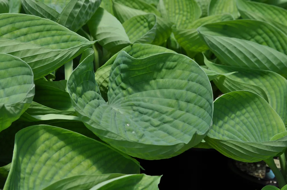 Хоста Abiqua drinking Gourd Hosta