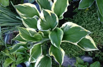 Хоста белоокаймленная Hosta albomarginata