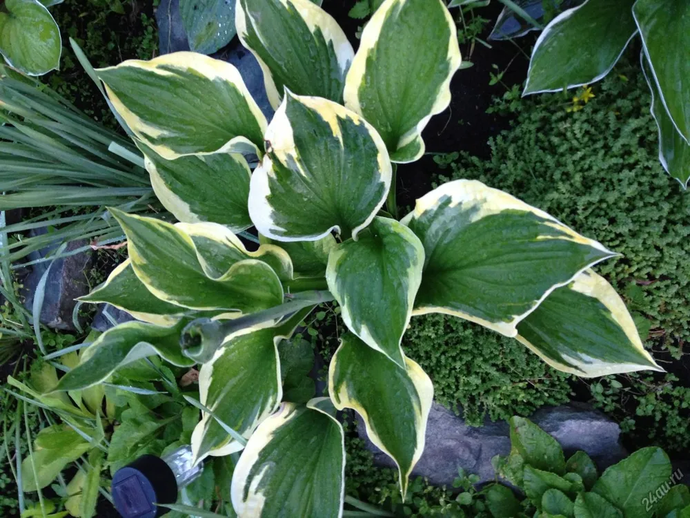 Хоста белоокаймленная Hosta albomarginata