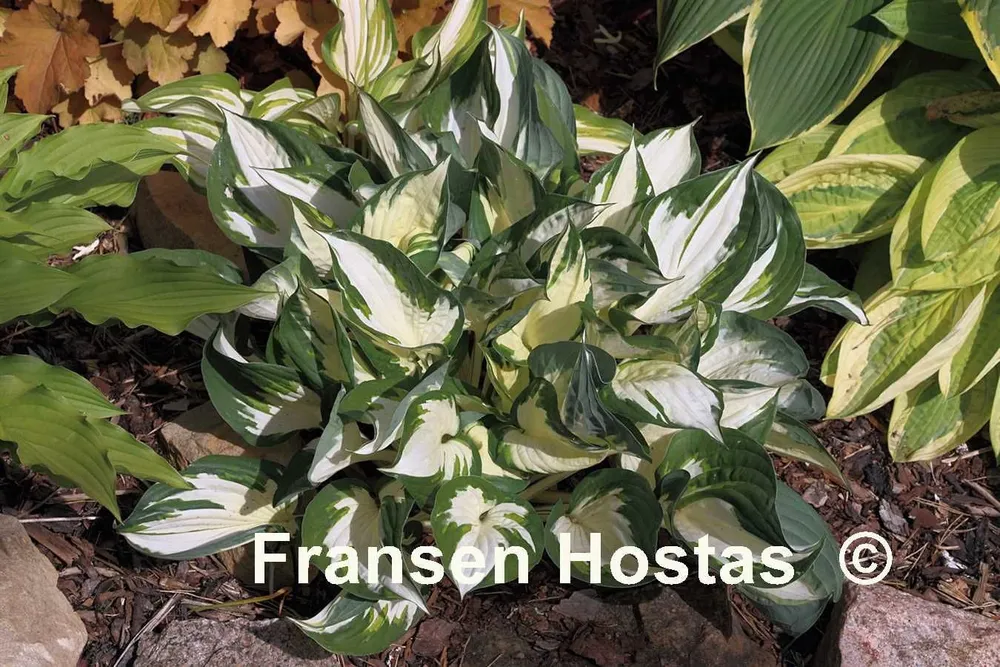 Хоста Fire and Ice Hosta