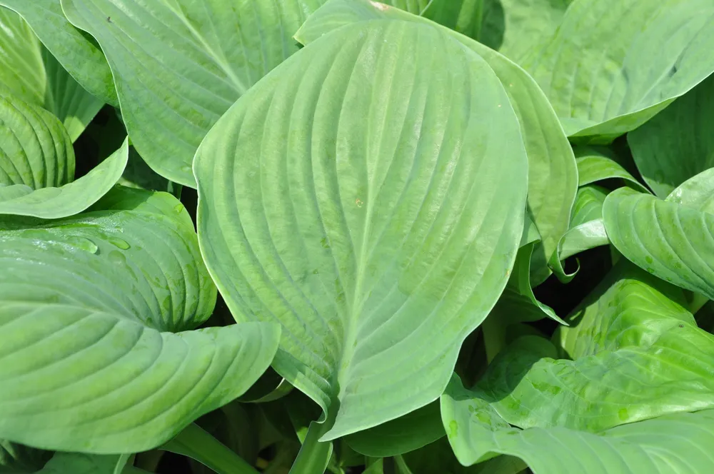 Хоста Hosta `Guacamole`