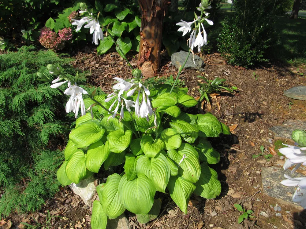 Хоста Hosta `Guacamole`