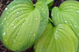 Хоста Hosta `Guacamole`