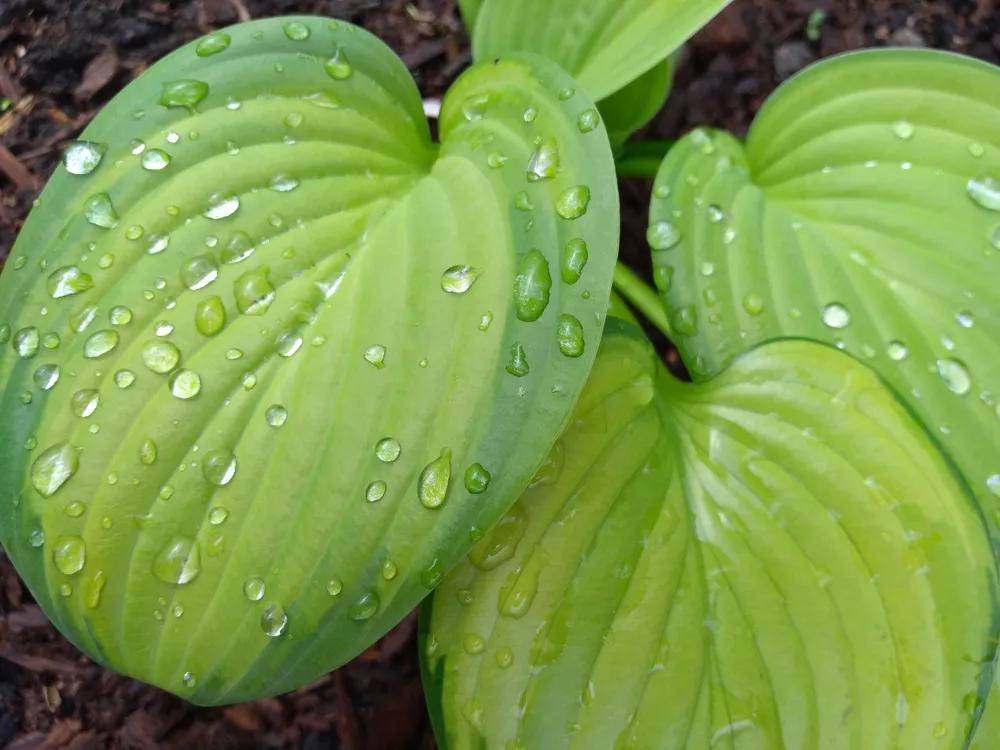 Хоста Hosta `Guacamole`