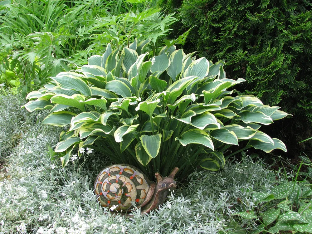 Хоста Hosta Regal Splendor