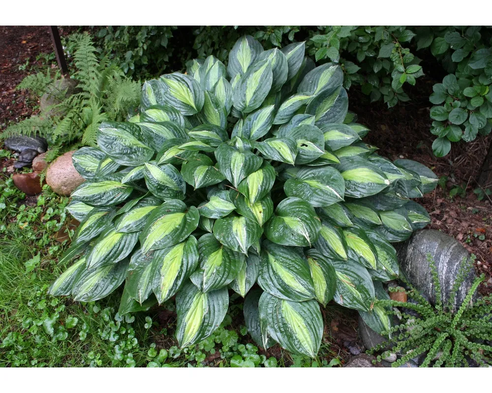 Хоста Hosta ‘striptease’