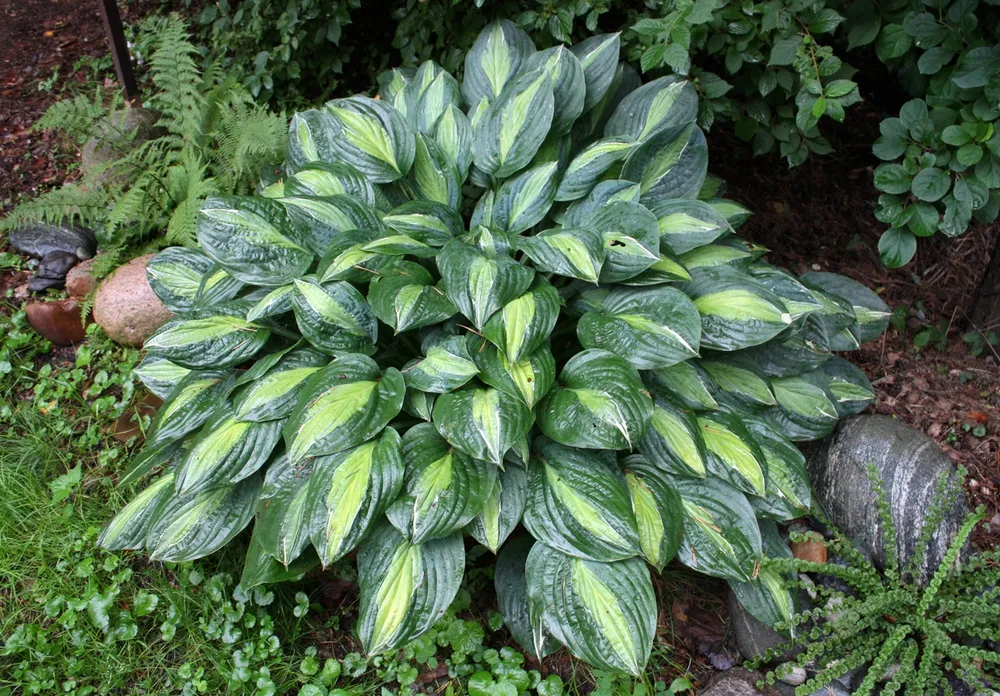 Хоста Hosta ‘striptease’