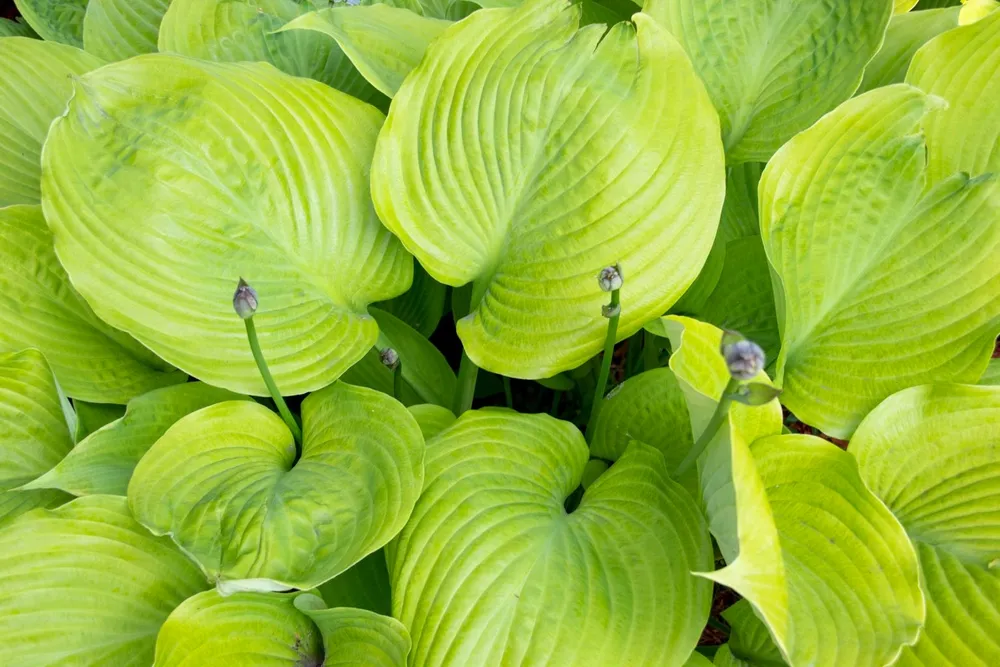 Хоста Hosta sum & substance