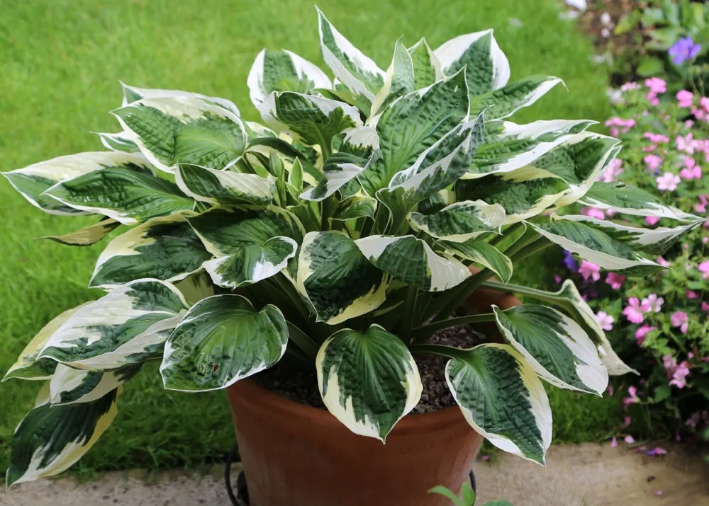 Хоста ‘Patriot’ Hosta ‘Patriot’