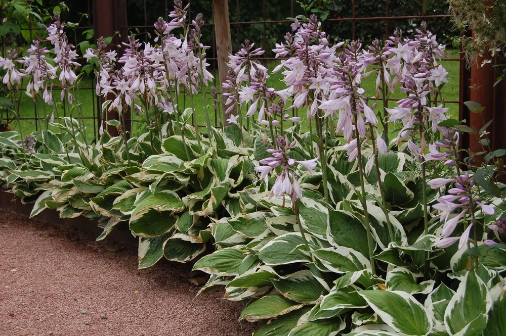 Хоста ‘Patriot’ Hosta ‘Patriot’