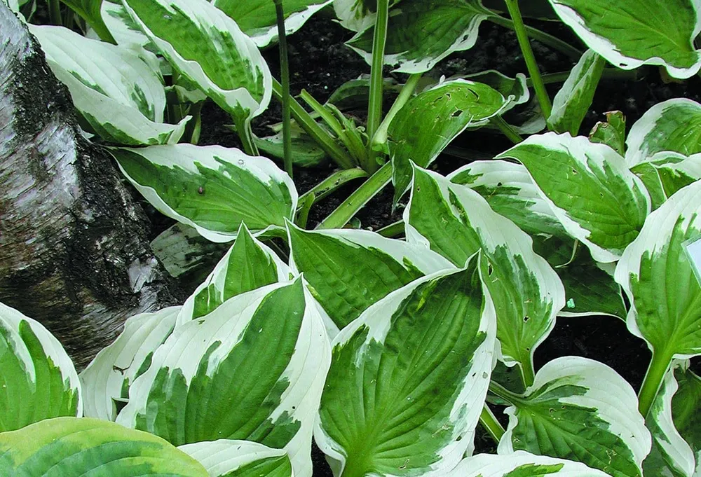 Хоста ‘Patriot’ Hosta ‘Patriot’