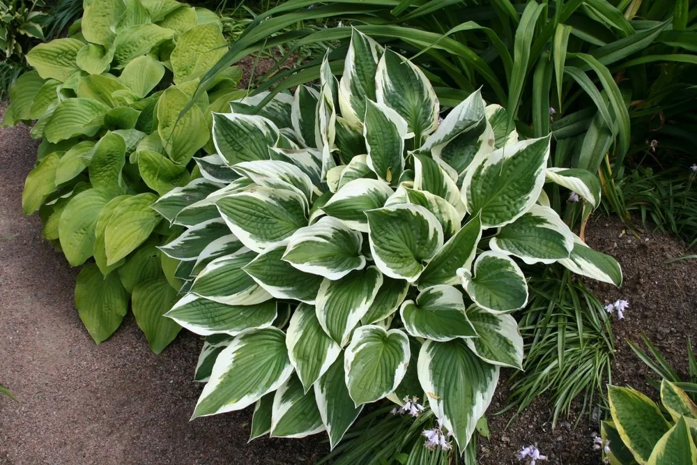 Хоста ‘Patriot’ Hosta ‘Patriot’