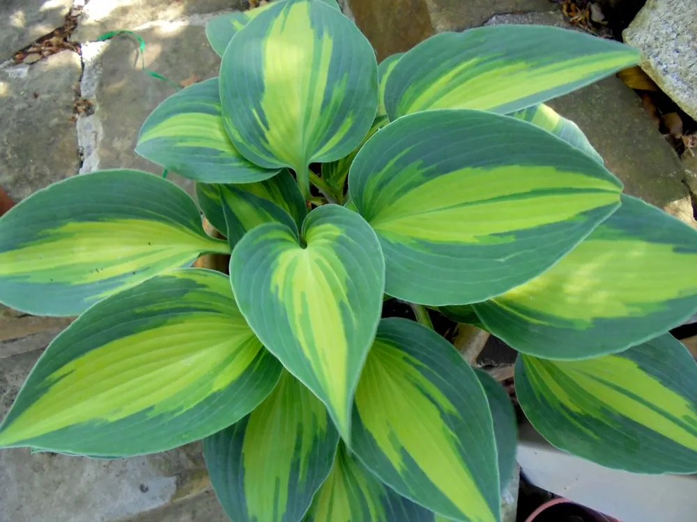 Хоста Touch of class Hosta