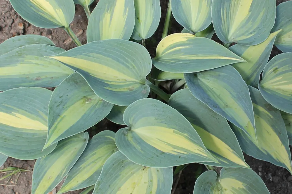 Хоста Touch of class Hosta