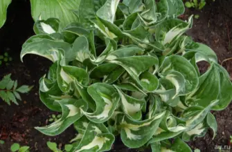 Хоста Вирлвинд Hosta Whirlwind