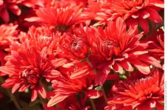 Хризантема корейская Chrysanthemum koreanum