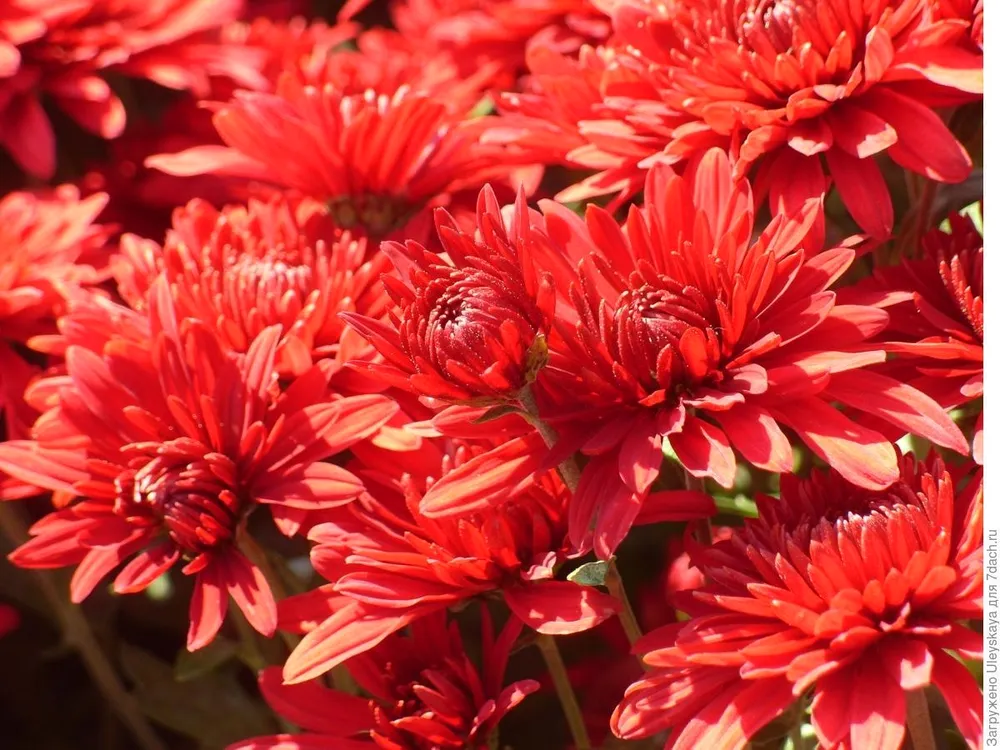 Хризантема корейская Chrysanthemum koreanum