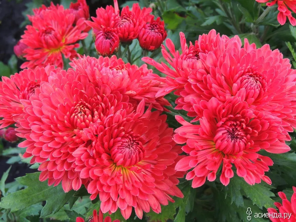 Хризантема корейская Chrysanthemum koreanum