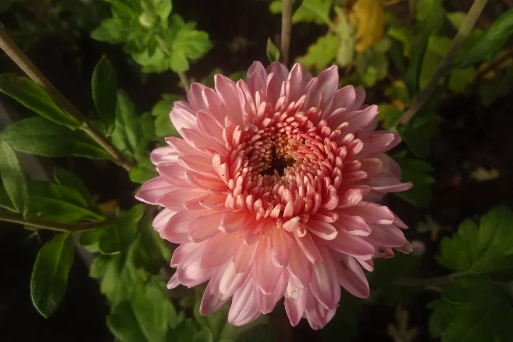 Хризантема корейская Chrysanthemum koreanum