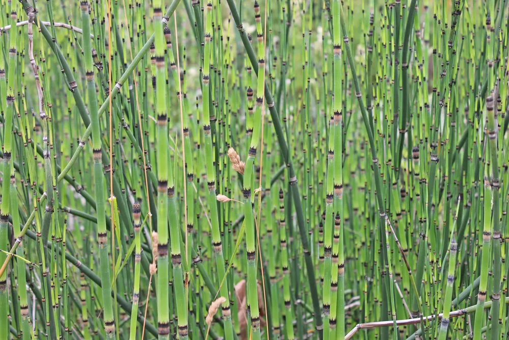 Хвощ зимующий Equisetum hyemale