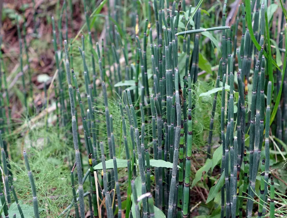 Хвощ зимующий Equisetum hyemale