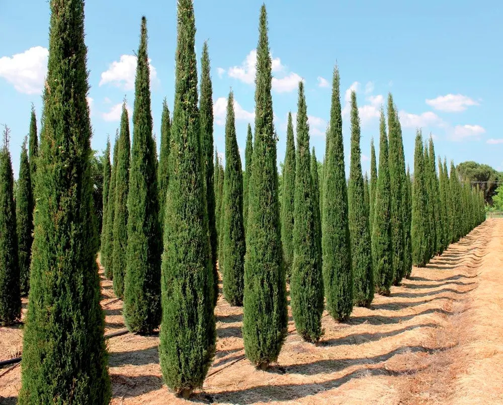 Кипарис Cupressus sempervirens